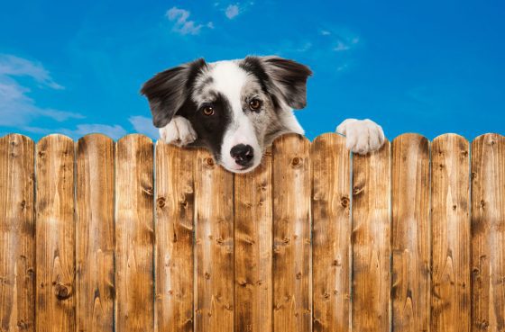 Choosing the Best Fence for Your Yard