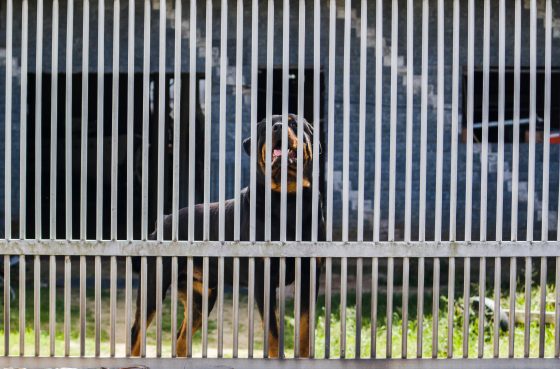 Why Aluminum Fencing is a Great Choice for Dog Owners
