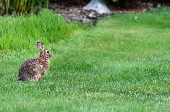 How Can a Fence Help Keep Wildlife Out of Your Yard?